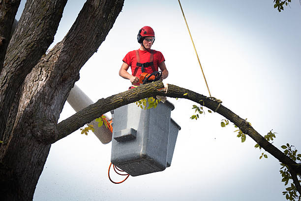 How Our Tree Care Process Works  in  Broadview Heights, OH