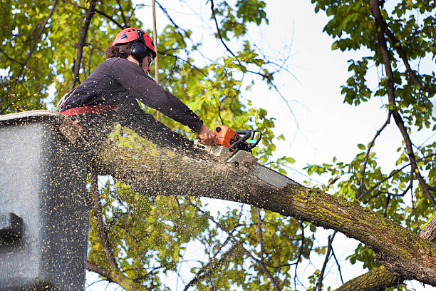 Lawn Drainage Solutions in Broadview Heights, OH